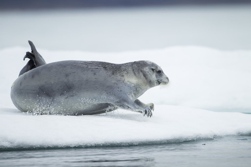 Detail of Ringed Seal on Iceberg, Nunavut, Canada by Anonymous