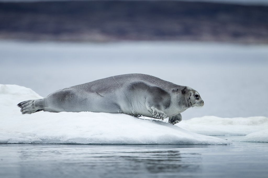 Detail of Ringed Seal on Iceberg, Nunavut, Canada by Anonymous