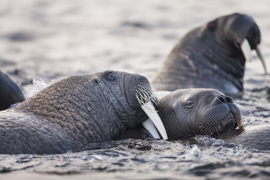 Detail of Walrus, Hudson Bay, Nunavut, Canada by Anonymous