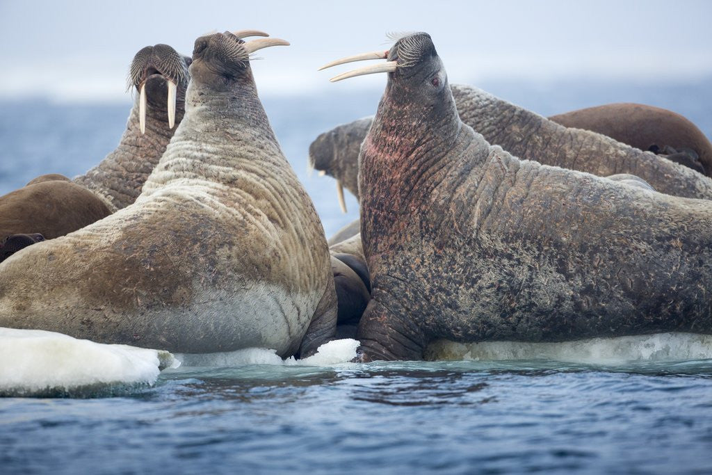 Detail of Walrus Herd, Hudson Bay, Nunavut, Canada by Anonymous