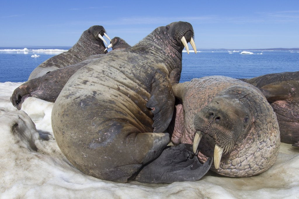 Detail of Walrus Herd on Iceberg, Hudson Bay, Nunavut, Canada by Anonymous