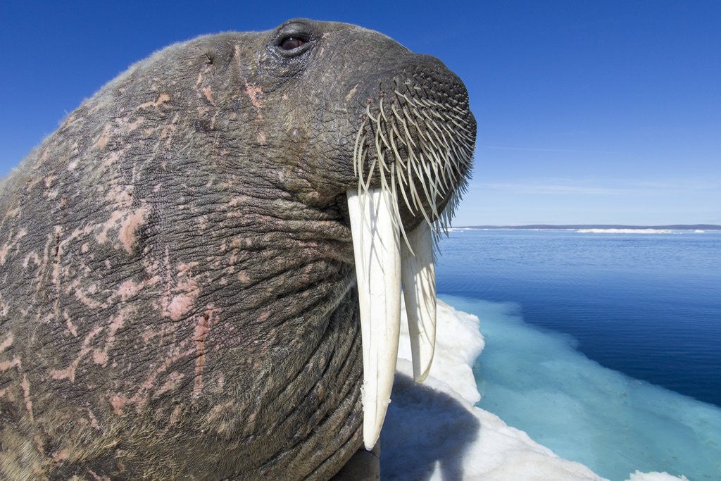 Detail of Walrus on Iceberg, Hudson Bay, Nunavut, Canada by Anonymous