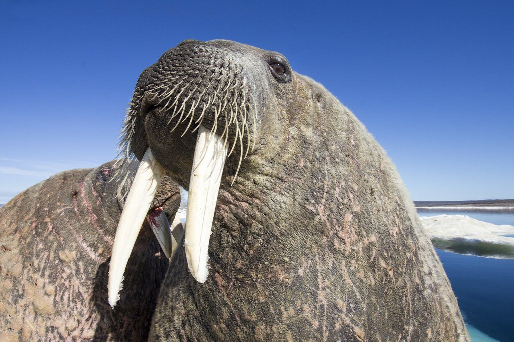 Detail of Walrus on Iceberg, Hudson Bay, Nunavut, Canada by Anonymous