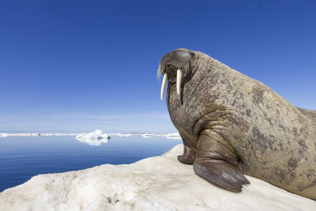 Detail of Walrus on Iceberg, Hudson Bay, Nunavut, Canada by Anonymous