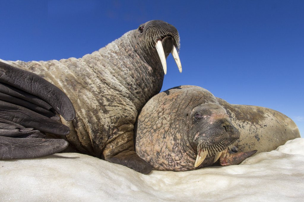 Detail of Walruses on Iceberg, Hudson Bay, Nunavut, Canada by Anonymous