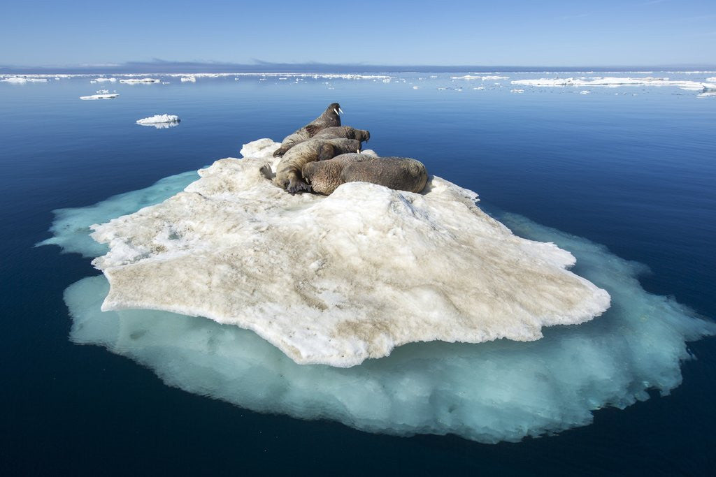 Detail of Walruses on Iceberg, Hudson Bay, Nunavut, Canada by Anonymous