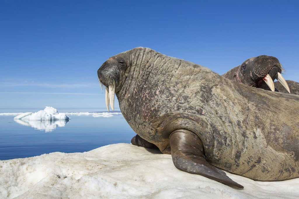 Detail of Walrus Herd on Iceberg, Hudson Bay, Nunavut, Canada by Anonymous