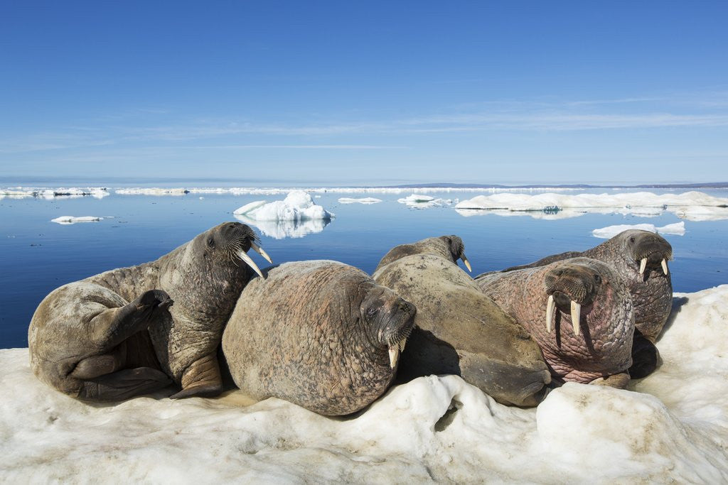 Detail of Walrus Herd on Iceberg, Hudson Bay, Nunavut, Canada by Anonymous