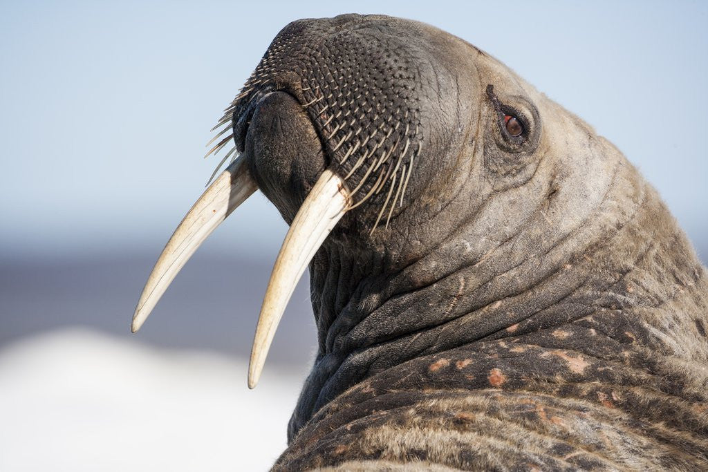 Detail of Walrus on Iceberg, Hudson Bay, Nunavut, Canada by Anonymous