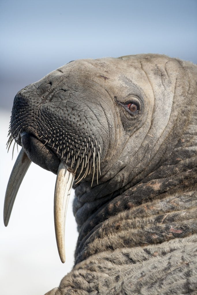Detail of Walrus on Iceberg, Hudson Bay, Nunavut, Canada by Anonymous