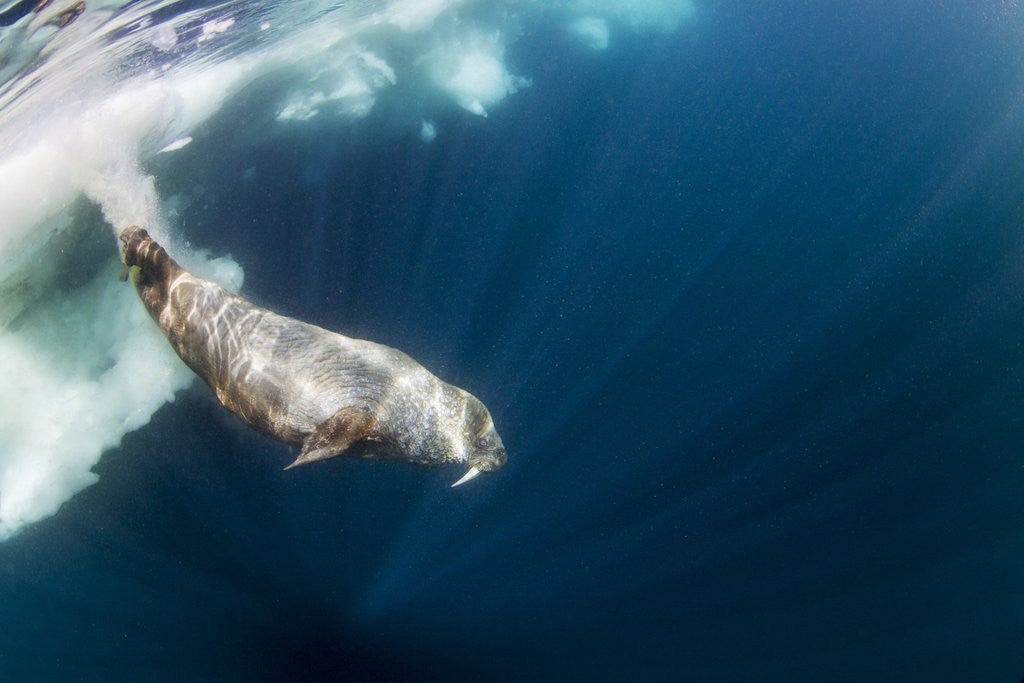 Detail of Underwater Walrus, Hudson Bay, Nunavut, Canada by Corbis