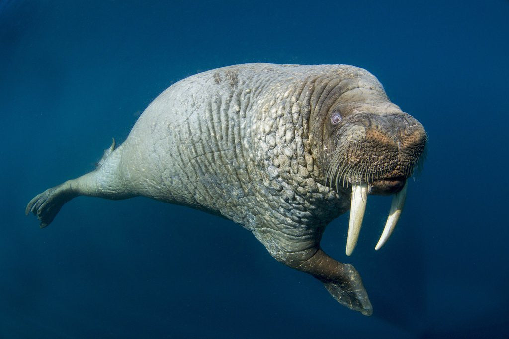 Detail of Underwater Walrus, Hudson Bay, Nunavut, Canada by Anonymous