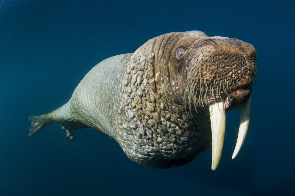 Detail of Underwater Walrus, Hudson Bay, Nunavut, Canada by Anonymous