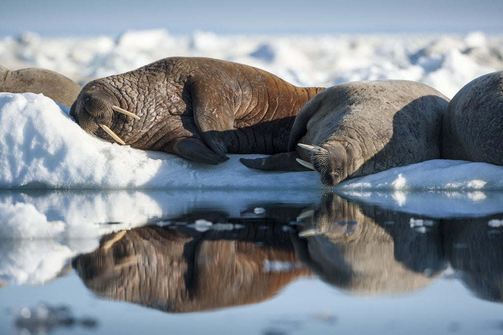 Detail of Walrus Herd on Sea Ice, Hudson Bay, Nunavut, Canada by Anonymous