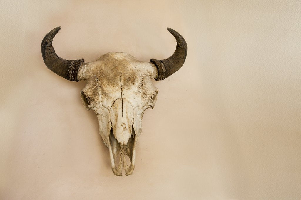 Detail of Antique Buffalo Skull by Anonymous