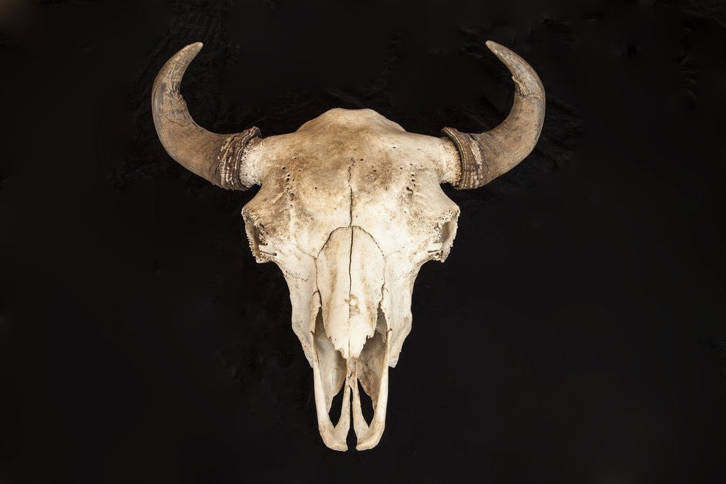 Detail of Buffalo Skull by Corbis