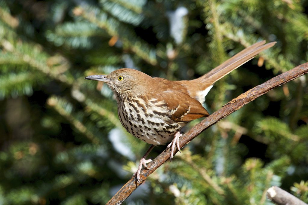 Detail of Brown Thrasher perching on branch, McLeansville, North Carolina, USA by Corbis