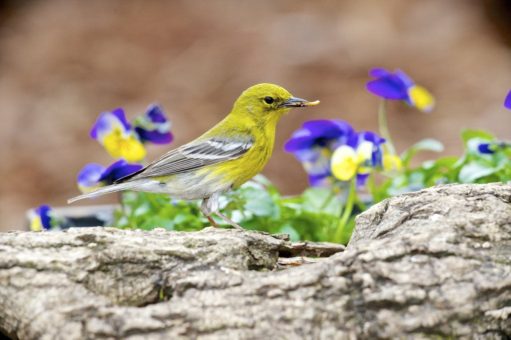 Detail of Side view of Pine Warbler, McLeansville, North Carolina, USA by Anonymous