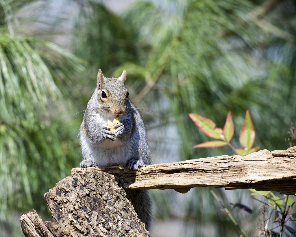 Detail of Gray Squirrel, McLeansville, North Carolina, USA by Corbis