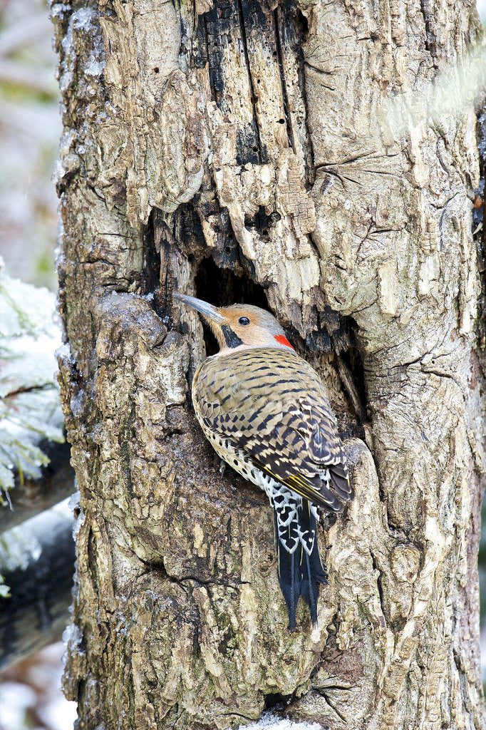 Detail of Northern Flicker on tree trunk, McLeansville, North Carolina, USA by Anonymous