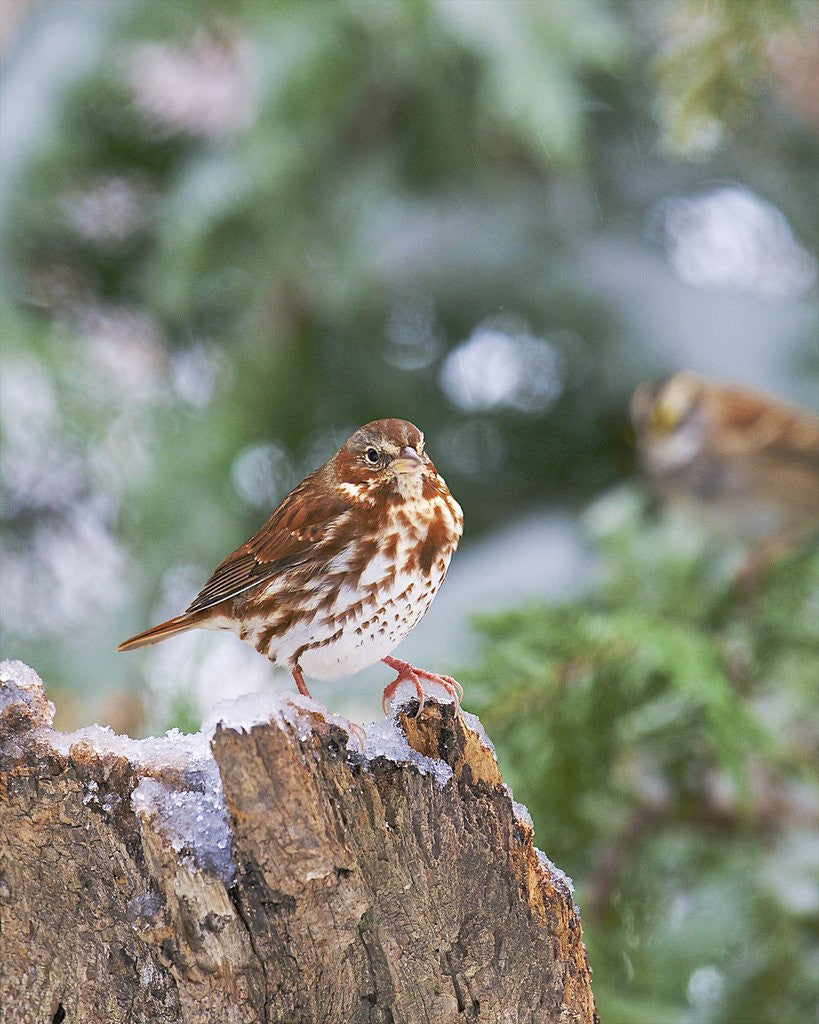 Detail of Fox Sparrow, McLeansville, North Carolina, USA by Anonymous