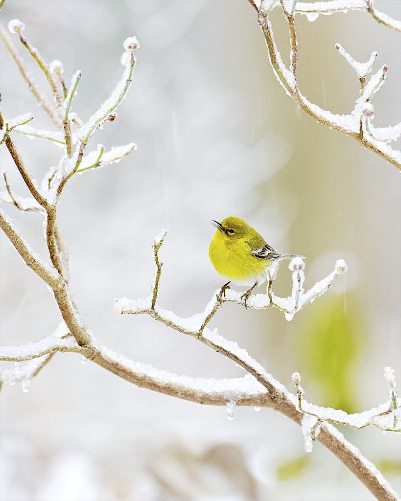 Detail of Pine Warbler perching on branch in winter, McLeansville, North Carolina, USA by Anonymous