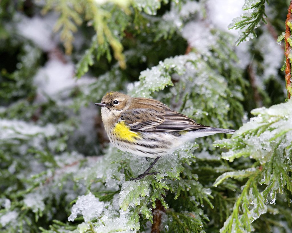 Detail of Yellow-rumped Warbler in winter, McLeansville, North Carolina, USA by Anonymous