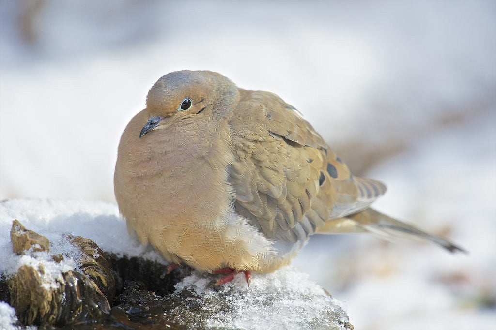 Detail of Mourning Dove on tree stump, McLeansville, North Carolina, USA by Anonymous