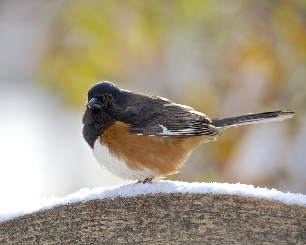 Detail of Rufous Towhee in winter, McLeansville, North Carolina, USA by Corbis