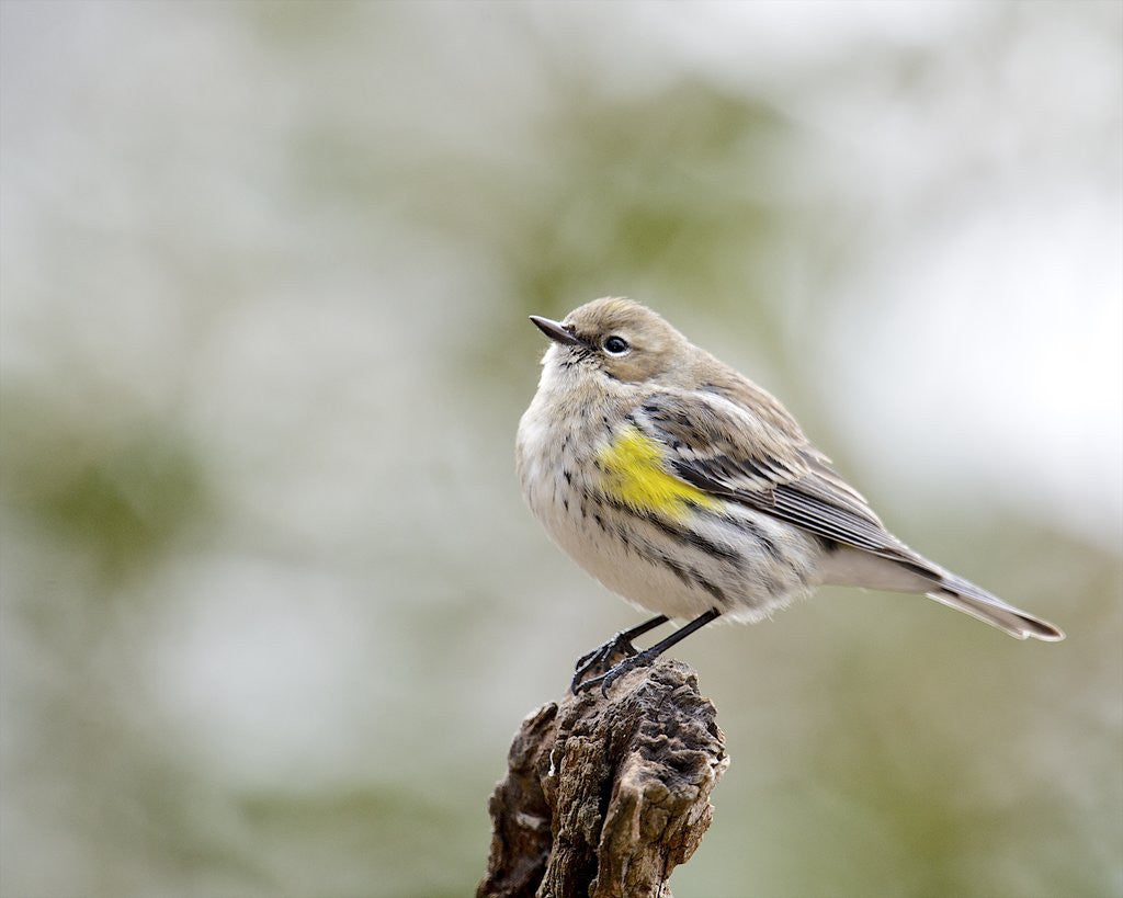 Detail of Yellow-rumped Warbler, McLeansville, North Carolina, USA by Corbis