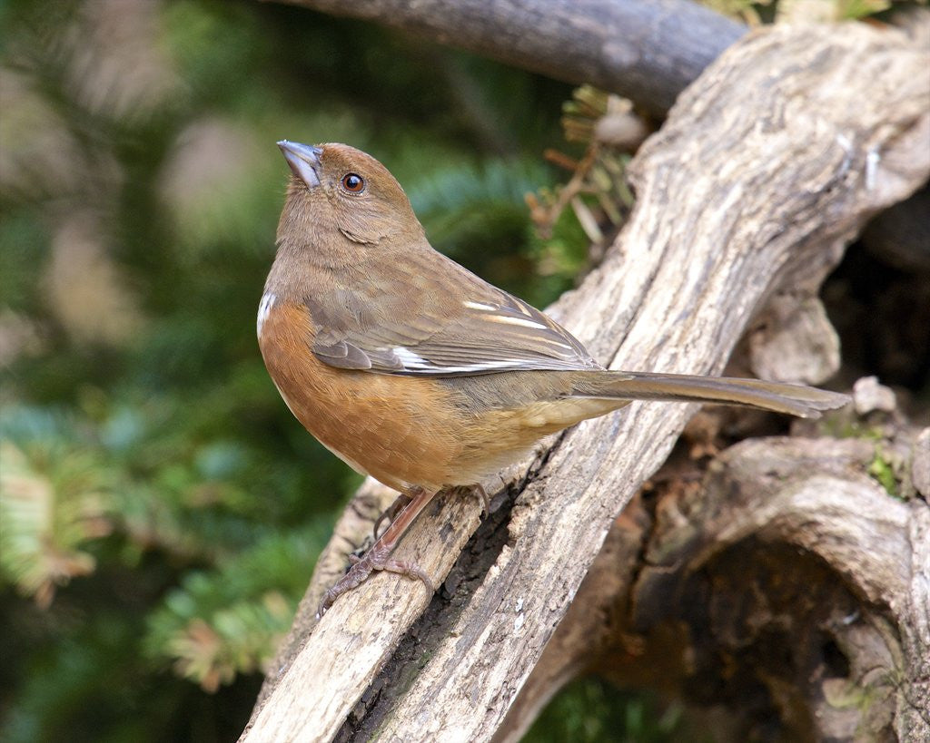 Detail of Rufous Towhee, McLeansville, North Carolina, USA by Anonymous