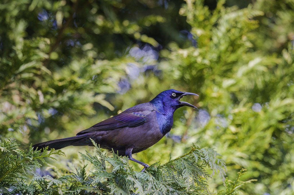 Detail of Common Grackle perching on tree and calling, McLeansville, North Carolina, USA by Corbis