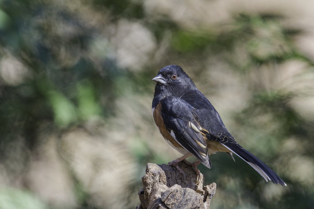 Detail of Rufous Towhee, McLeansville, North Carolina, USA by Anonymous