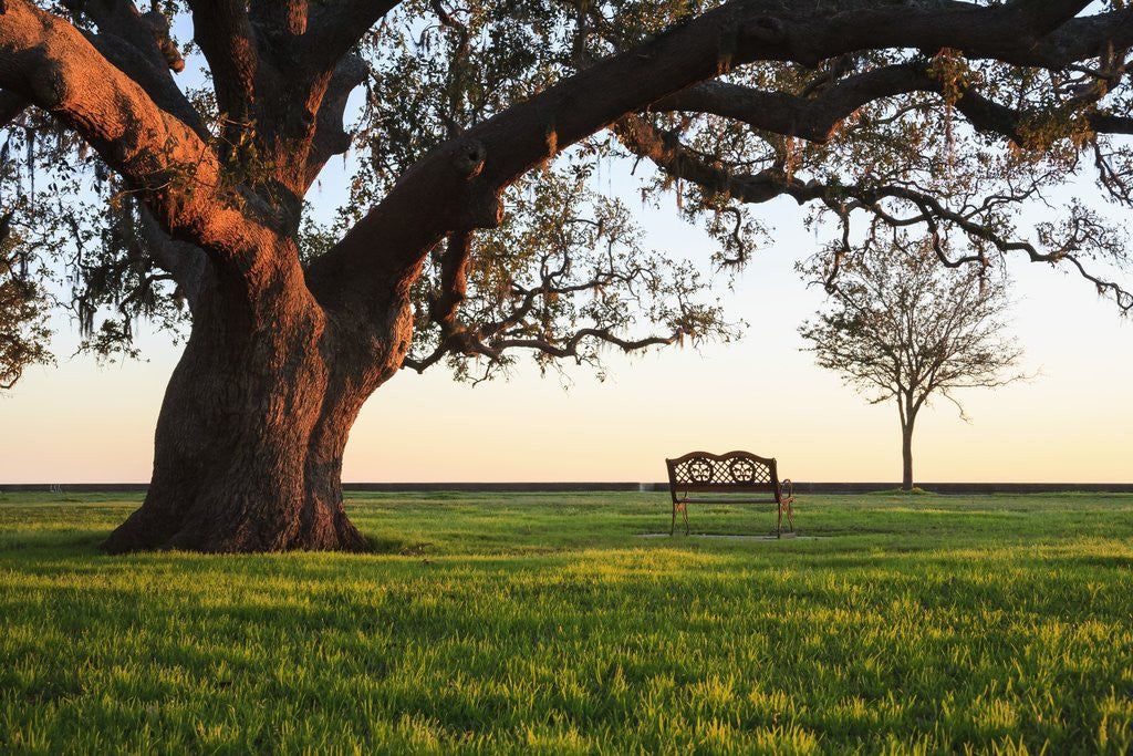 Detail of A grand oak tree overhangs a lone bench at sunset. by Anonymous