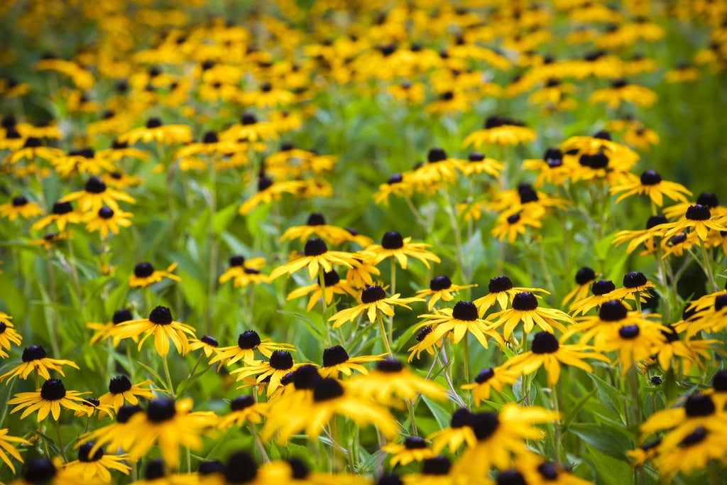 Detail of Black-eyed Susans (Rudbeckia hirta) by Anonymous