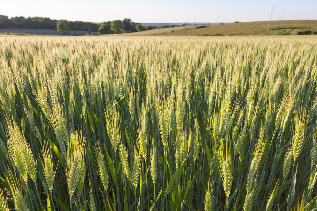 Detail of Wheat Field by Anonymous