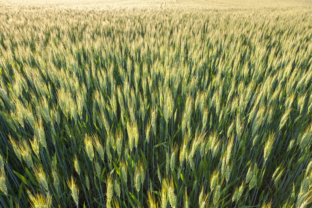 Detail of Wheat Field by Anonymous