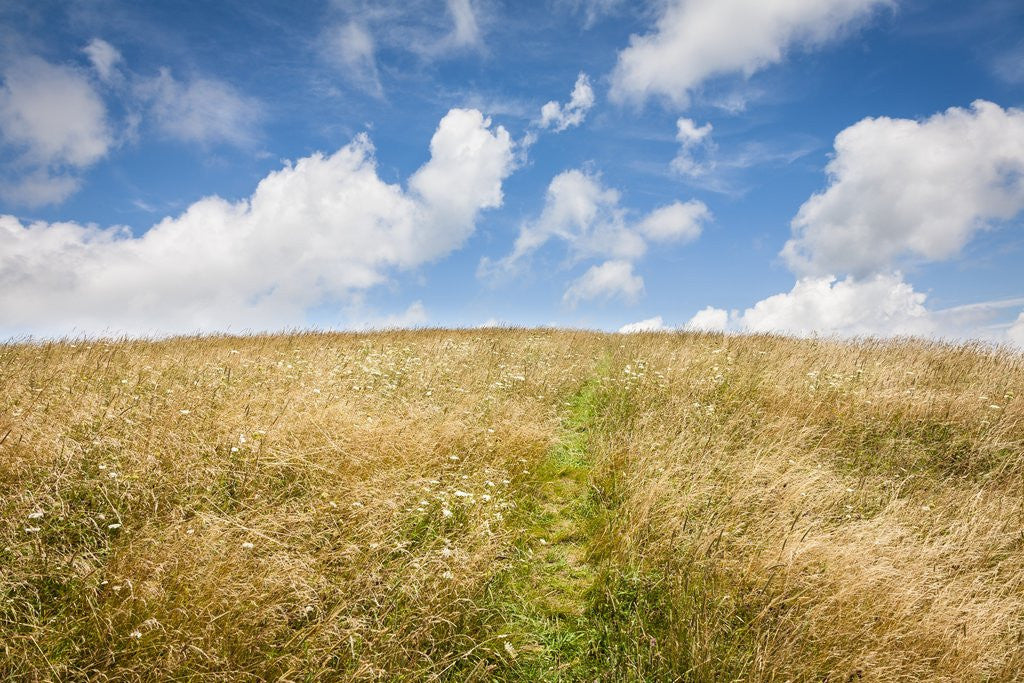 Detail of Max Patch Bald by Anonymous