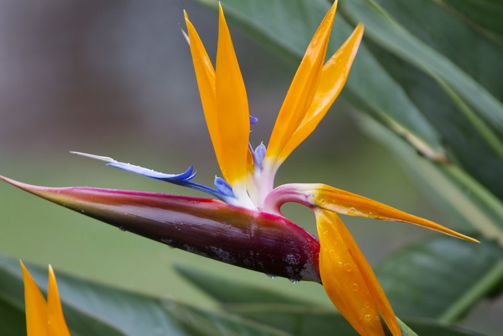 Detail of Bird of Paradise flower, Maui, Hawaii by Corbis