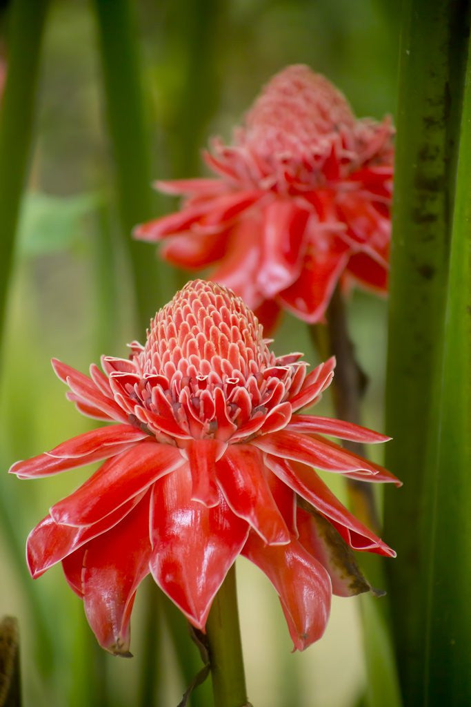 Detail of Torch Ginger, Laos by Anonymous