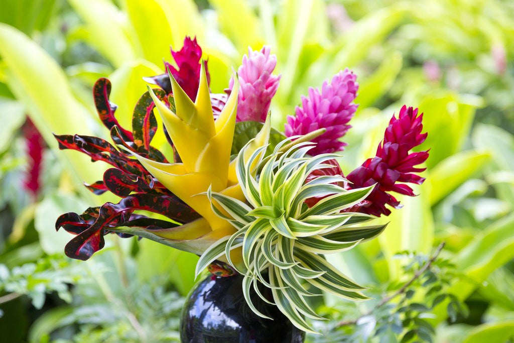 Detail of Hawaiian Tropical flower arrangement by Anonymous