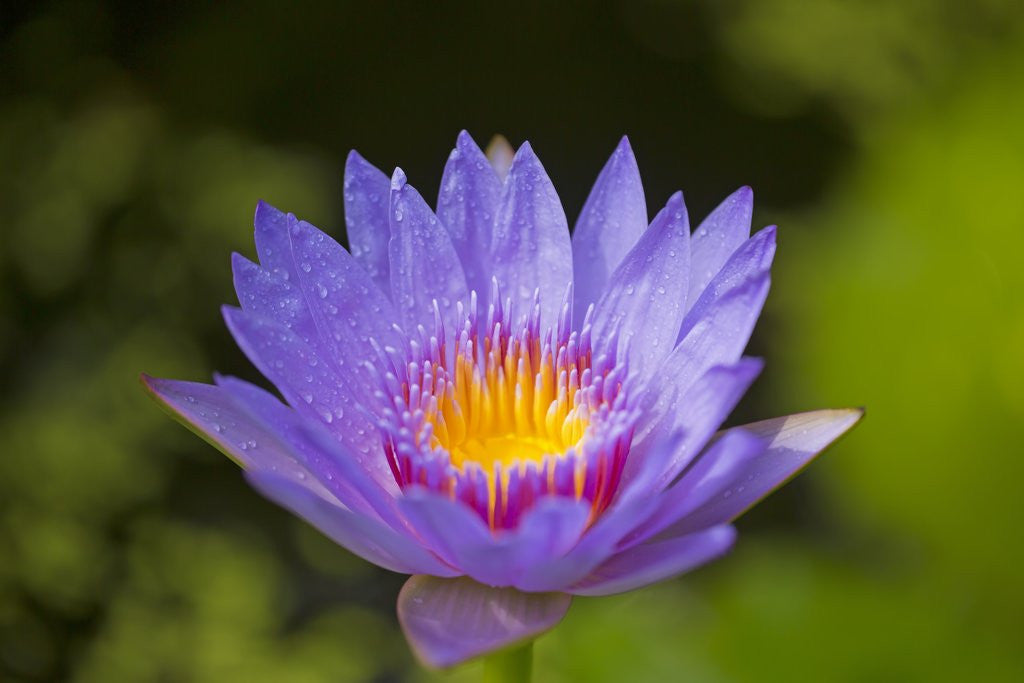 Detail of Purple Water Lily, Maui, Hawaii by Anonymous