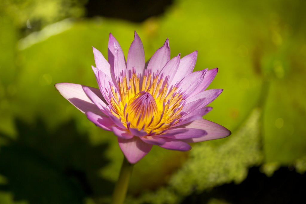 Detail of Pink Water Lily, Maui, Hawaii by Anonymous