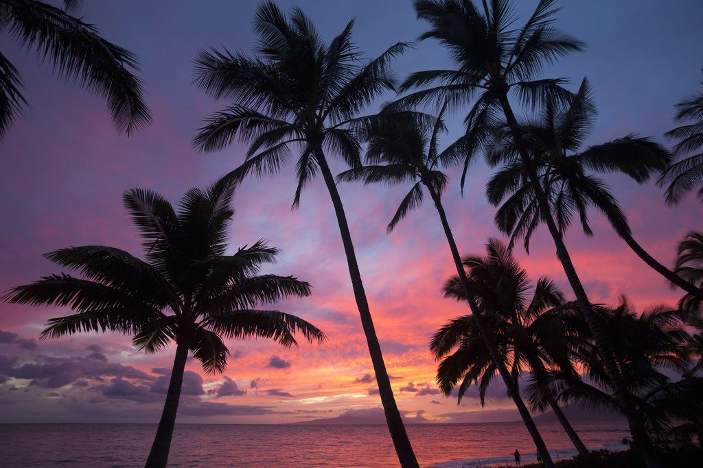 Detail of Palm trees at sunset on Keawekapu beach, Wailea, Maui, Hawaii by Anonymous