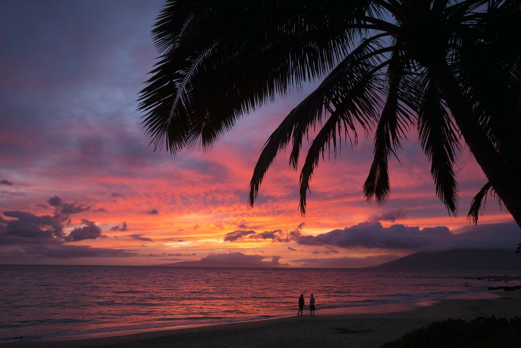 Detail of Palm trees at sunset on Keawekapu beach, Wailea, Maui, Hawaii by Anonymous