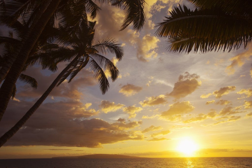 Detail of Sunset with palm trees in Kihei, Maui, Hawaii by Anonymous
