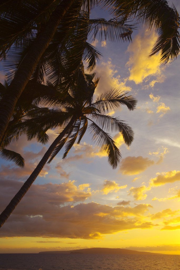 Detail of Sunset with palm trees in Kihei, Maui, Hawaii by Corbis