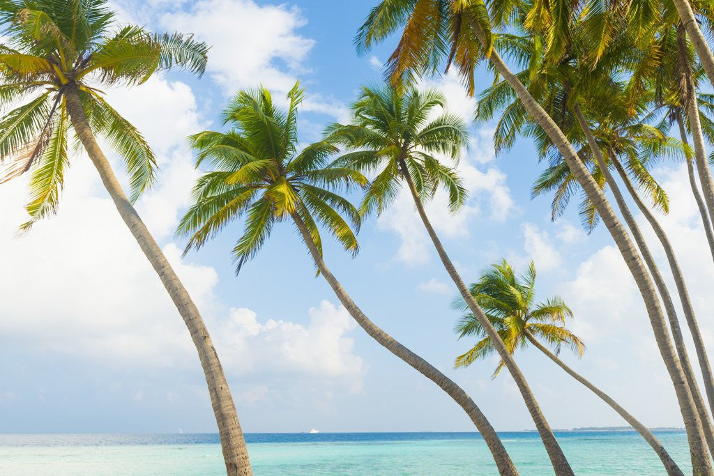 Detail of Palm trees in the Maldives by Anonymous