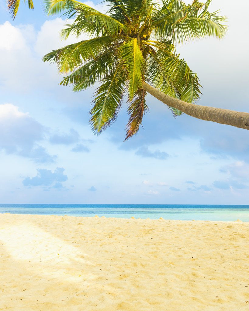 Palm tree and beach in The Maldives by Corbis
