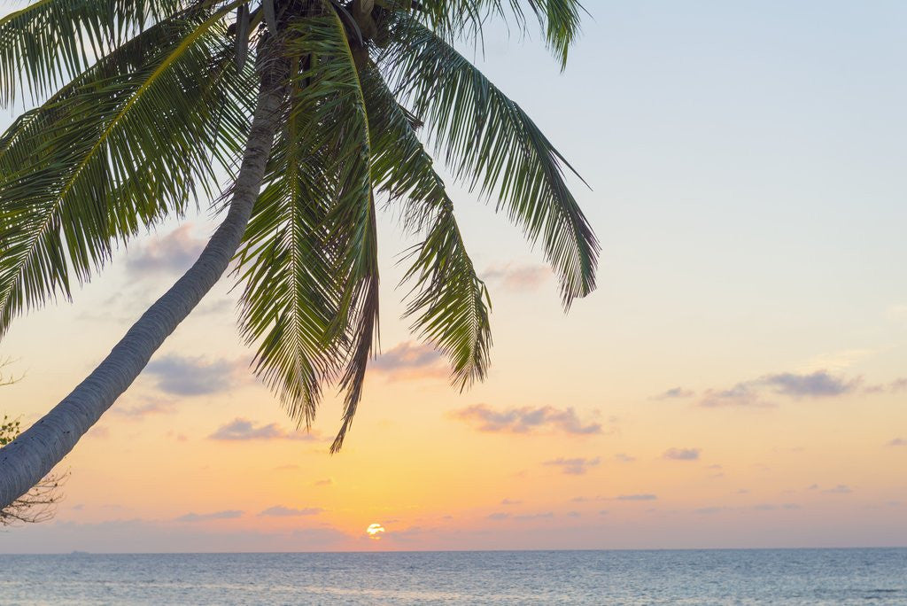 Detail of Sunset in The Maldives by Anonymous